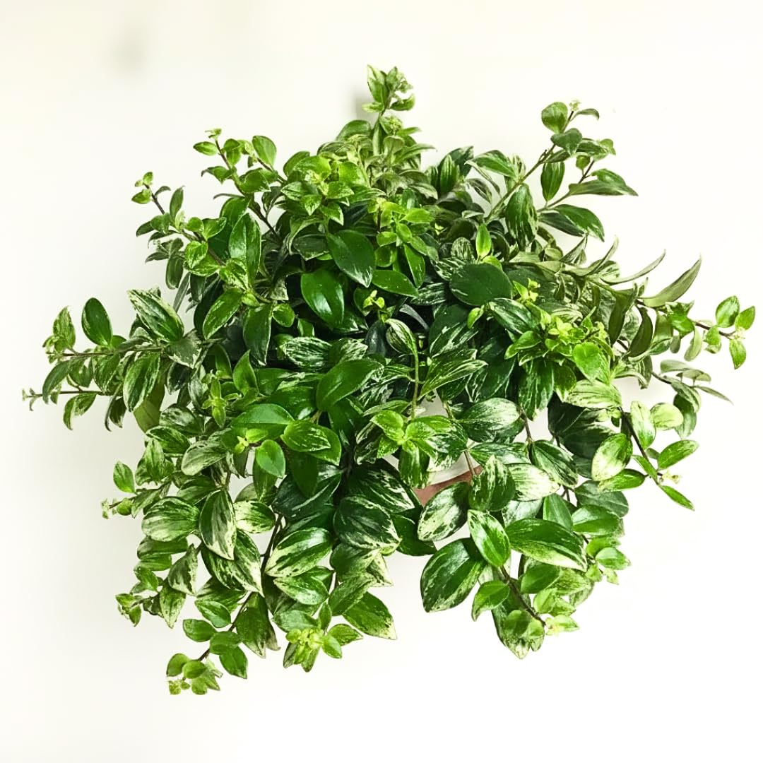 2 Variegated Lipstick Vine Plant, Lipstick Plants Live, 4 Inches Pot for Planting
