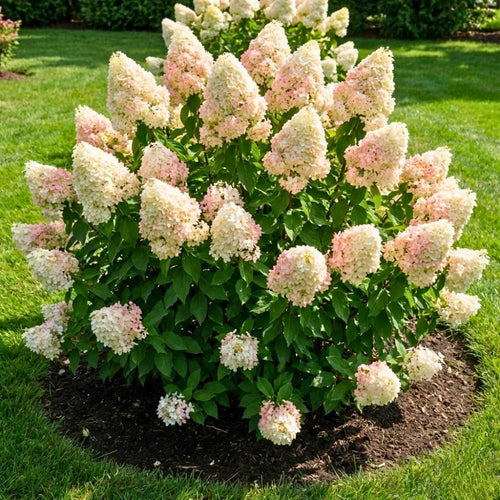 Light Green to Cream Pink Hydrangea Plant Live Tree, Rare Color, 4" Pot, Perennial and Hardy Blooming Shrub for Garden Spring Planting