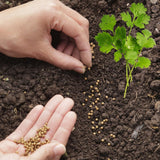 500 Cilantro Seeds for Planting, Cilantro Herb Seed, Fragrant and Green Herbs Shrub, Easy Care for Indoor Outdoor Gardening