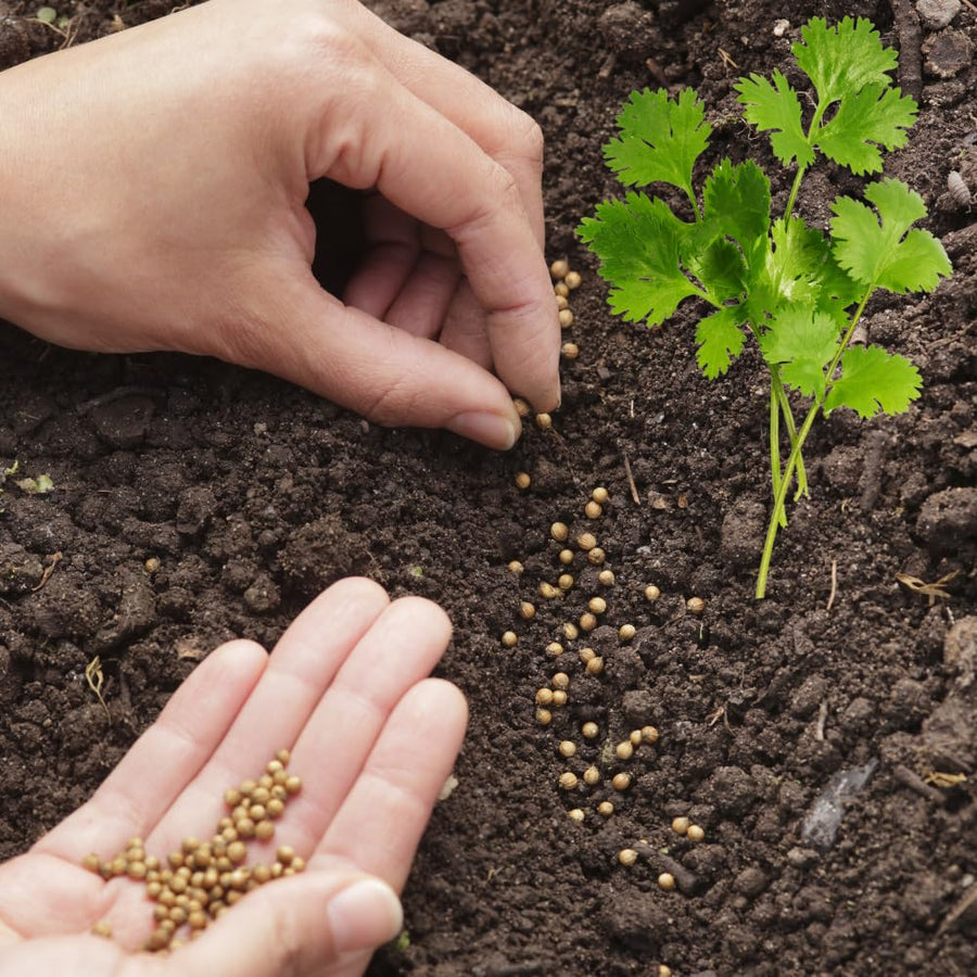 500 Cilantro Seeds for Planting, Cilantro Herb Seed, Fragrant and Green Herbs Shrub, Easy Care for Indoor Outdoor Gardening