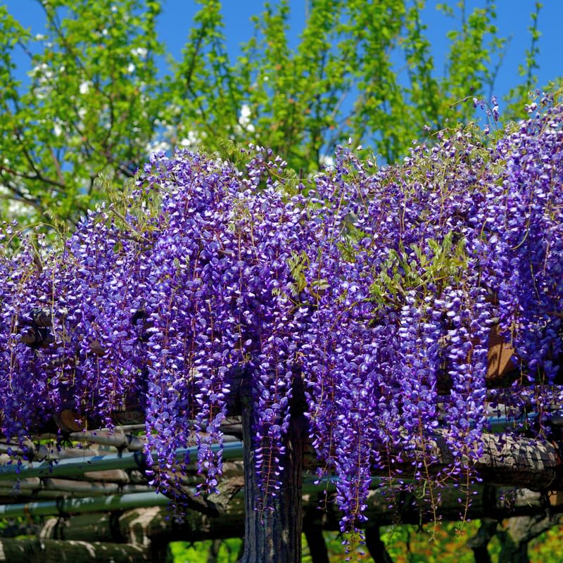 Purple Wisteria Live Plant, 2.5 Inch Pot - 6-12 Inch Tall Flowering Vine, Climbing Wisteria for Garden