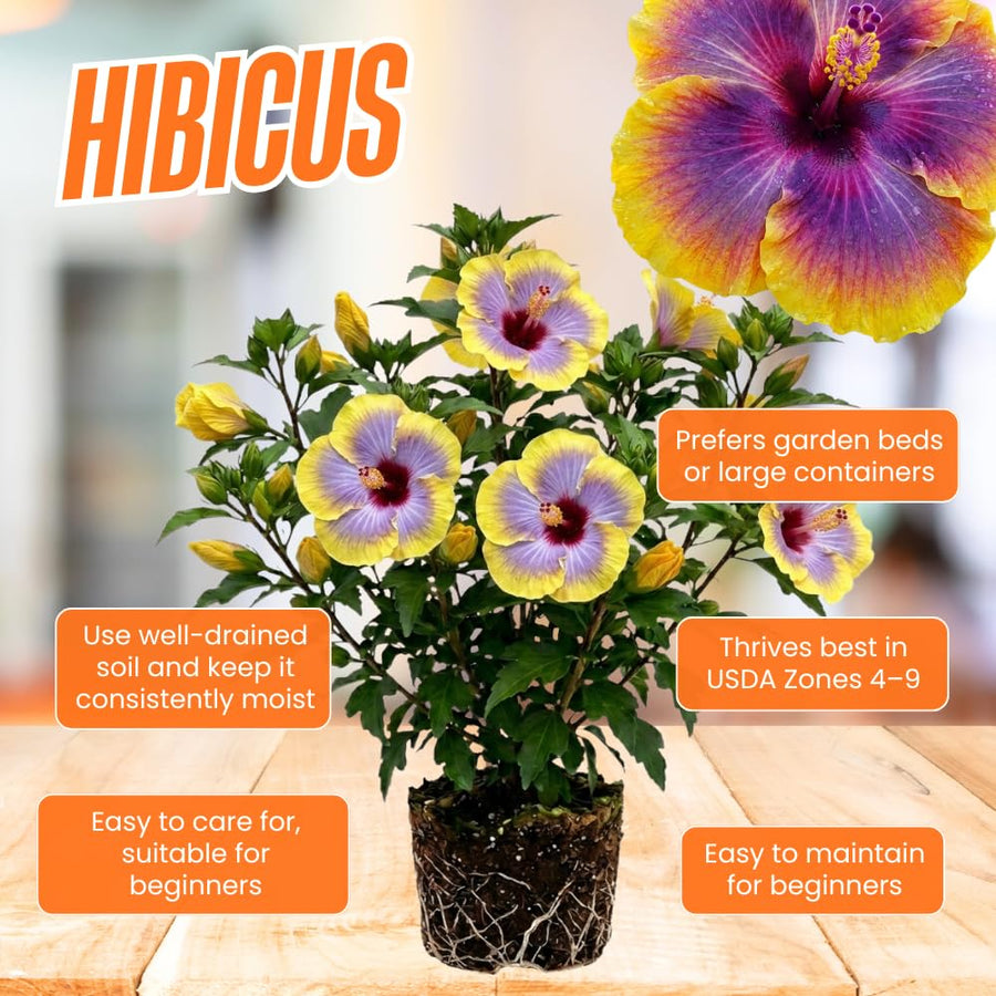 Purple Yellow Hibiscus Plant Live, Well-Rooted Hibiscus Flowers, 5-7 Inches Tall, Tropical Flowering for Indoor Outdoor Planting