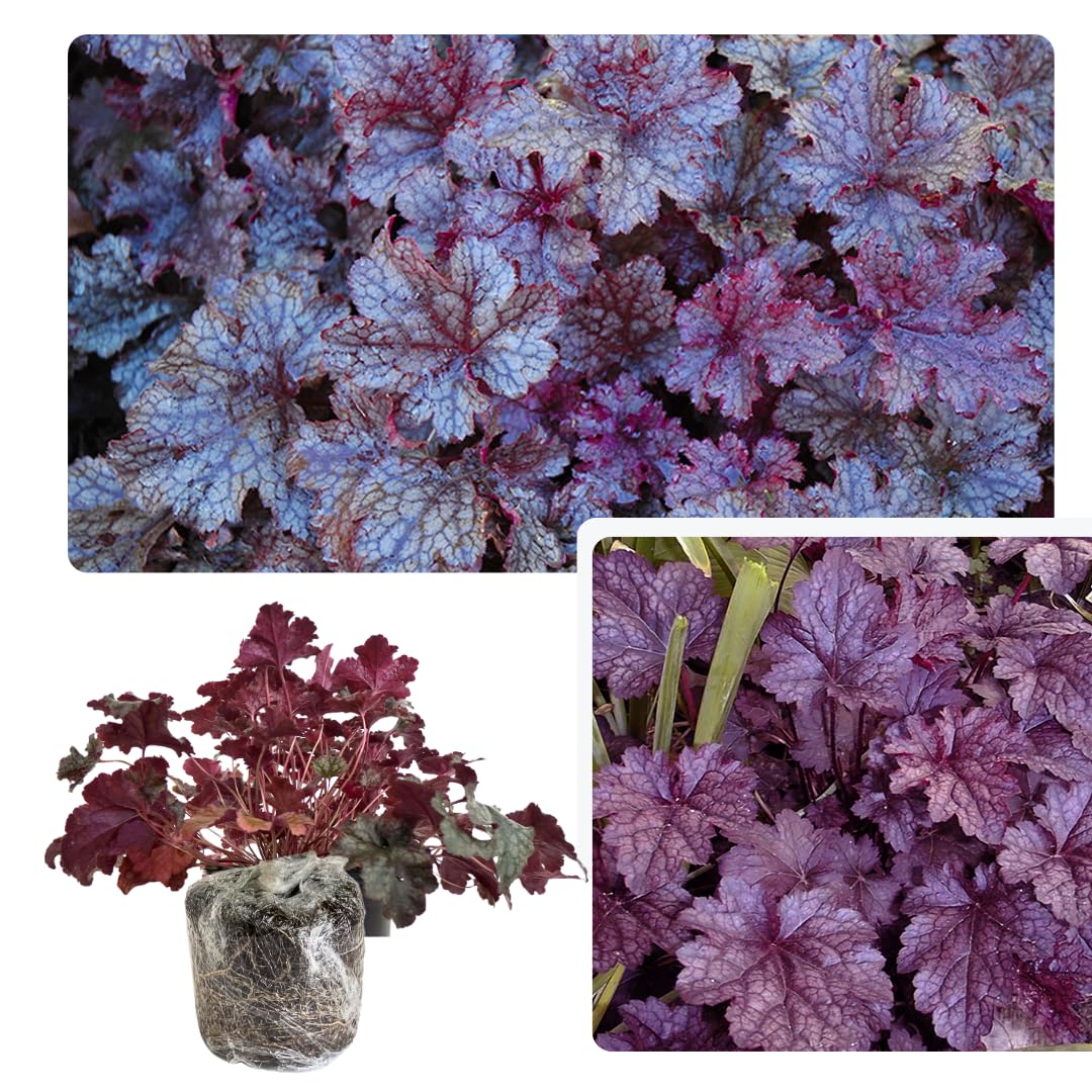 Heuchera Live Plant, Heuchera Coral Bells Live Plant, Deep Purple Heuchera Houseplant, 5-8 Inc Tall, Change Color Leaf Heuchera