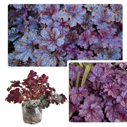 Heuchera Live Plant, Heuchera Coral Bells Live Plant, Deep Purple Heuchera Houseplant, 5-8 Inc Tall, Change Color Leaf Heuchera