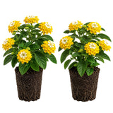 2 Lantana Plants Live, Perennial Live Flowering Lantana, Container Growing 4-9 Inch Tall - Yellow