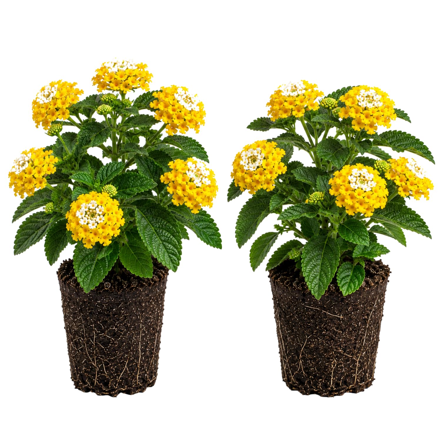 2 Lantana Plants Live, Perennial Live Flowering Lantana, Container Growing 4-9 Inch Tall - Yellow