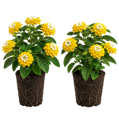 2 Lantana Plants Live, Perennial Live Flowering Lantana, Container Growing 4-9 Inch Tall - Yellow