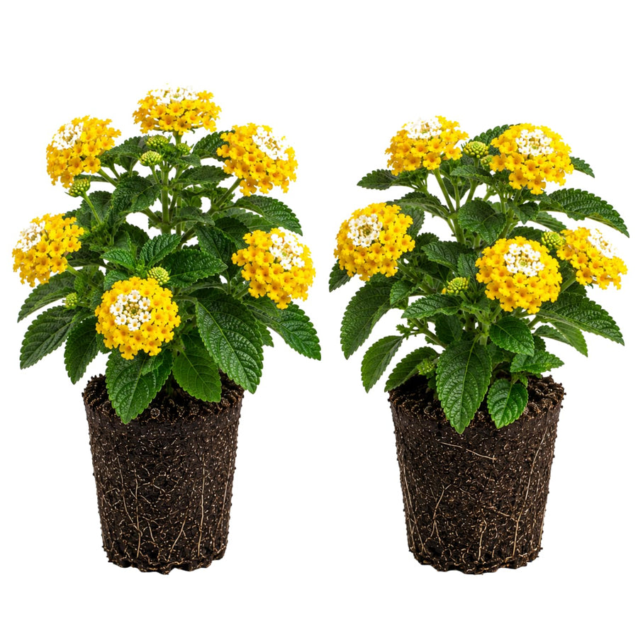 2 Lantana Plants Live, Perennial Live Flowering Lantana, Container Growing 4-9 Inch Tall - Yellow