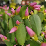 Easter Cactus Plants Live, Easter Cactus - 4 to 6 Inch Tall Houseplant Succulent Cactus Flower Plants, No Pot (Light Pink Flowers)