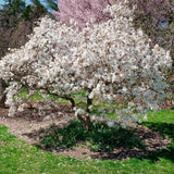 Star Magnolia Tree Live Plant in 2.5 Inches Pot, Dormant in Winter, 6-12 Inches in Tall, Ornamental Spring Flowering Tree, Outdoor