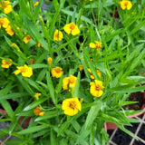 2 Texas Tarragon Plants Live, Texas Tarragon Herb Plant 4-6 Inches Tall, Live Herbs Culinary Gardening