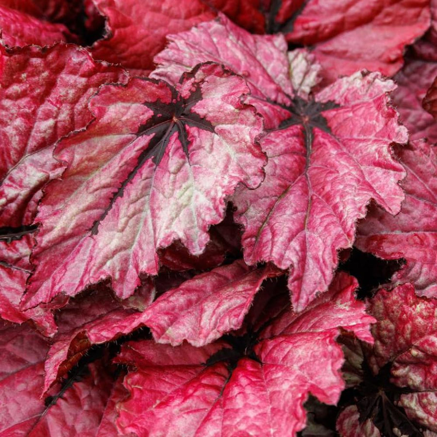Pack 3 Burgundy Begonia Plants, Begonia Houseplant Well Rooted, 3 to 5 Inches