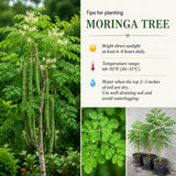 Moringa Tree Live Plant in 4'' Pot, Moringa Tree Seedlings, Drumstick Horseradish Tree, Outdoor or Container Planting, 4-7 Inches Plant