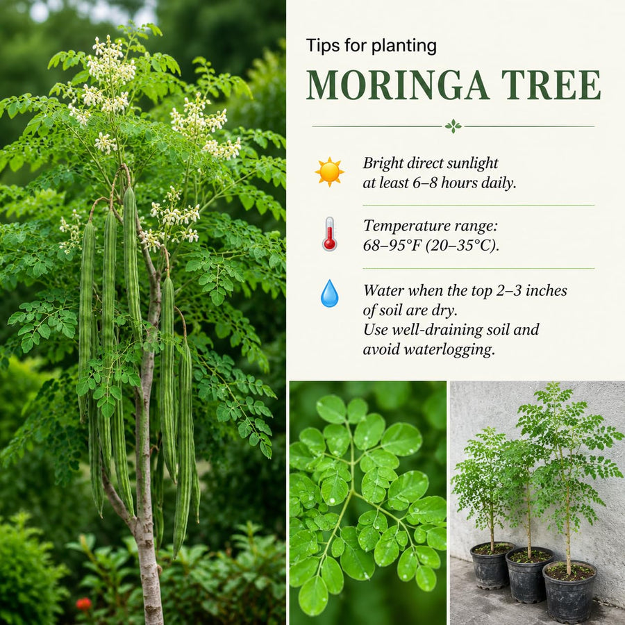 Moringa Tree Live Plant in 4'' Pot, Moringa Tree Seedlings, Drumstick Horseradish Tree, Outdoor or Container Planting, 4-7 Inches Plant