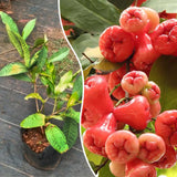 Sweet Red Wax Apple Tree Live Plant, 3 Feet Tall Tropical Fruit Tree, Zones 9-11 for Outdoor Indoor Planting, Rare Fruit