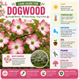 Pink Dogwood Tree Plant Live, Flowering Dogwood Plant 6-12 Inches Tall in Quart Pot, Hardy Ornamental Tree for Outdoor Garden