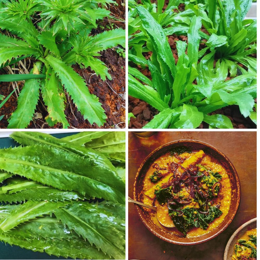 2 Culantro Plants Live, Culantro Live Plant, 5 to 7 Inches Tall, Vegetable Herb Plant for Growing