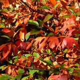 2 Sassafras Trees Live Plants, Herb Plant Live, 6-12" Tall in Pot, Planting Outside, Common Sassafras Seedling Trees Well-Rooted, Cold Hardy, No CA