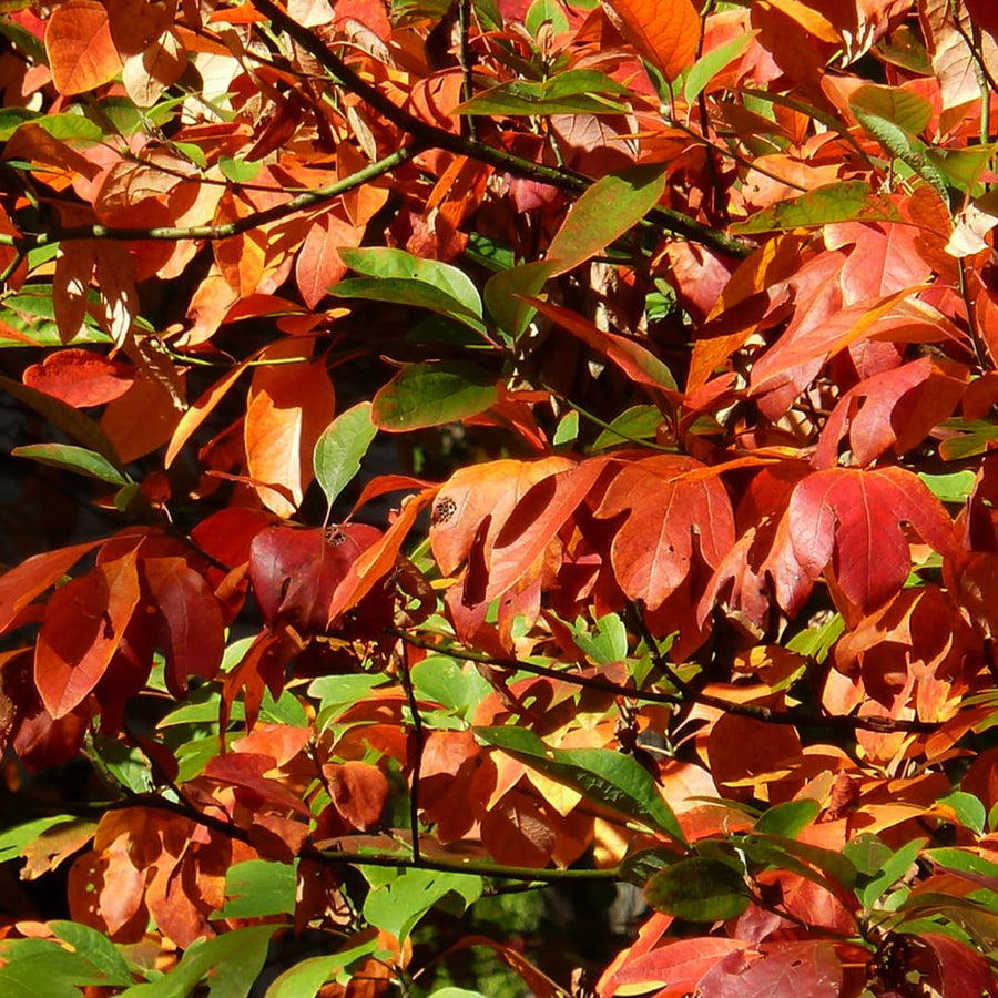 2 Sassafras Trees Live Plants, Herb Plant Live, 6-12" Tall in Pot, Planting Outside, Common Sassafras Seedling Trees Well-Rooted, Cold Hardy, No CA