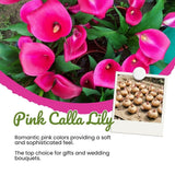 Set 3 Pink Calla Lily Bulbs for Outdoor Planting, Calla Lily Bulbs for Planting, Ornamental Flower Bulbs for Growing