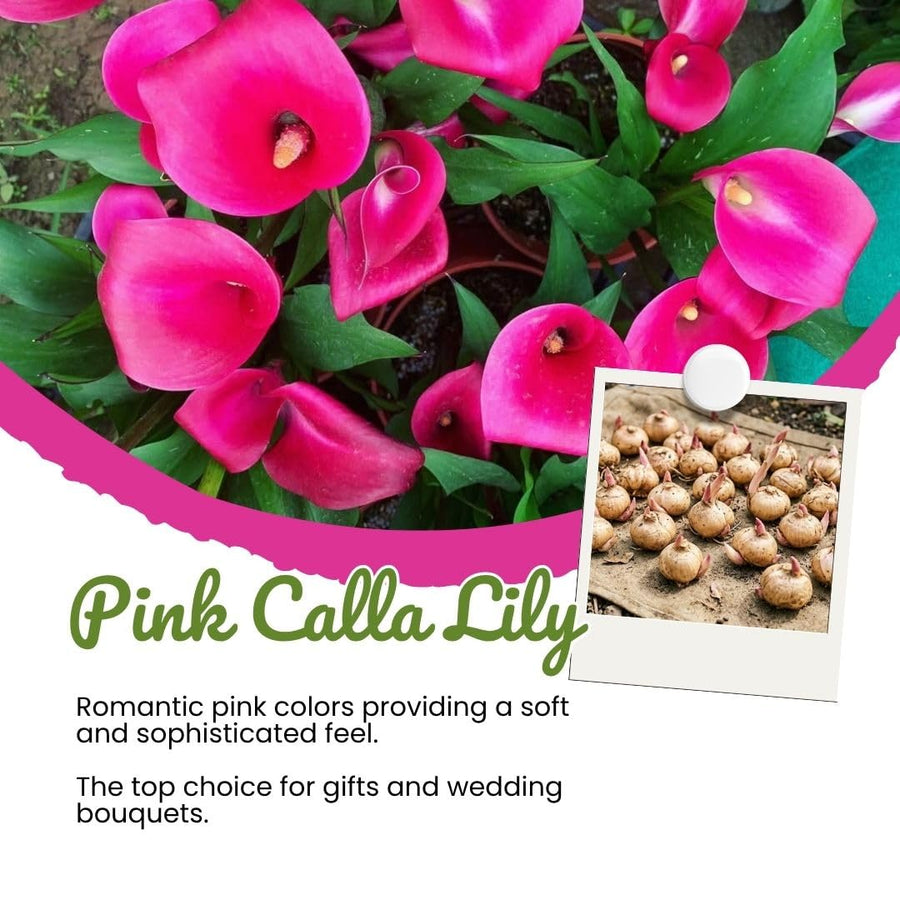 Set 3 Pink Calla Lily Bulbs for Outdoor Planting, Calla Lily Bulbs for Planting, Ornamental Flower Bulbs for Growing