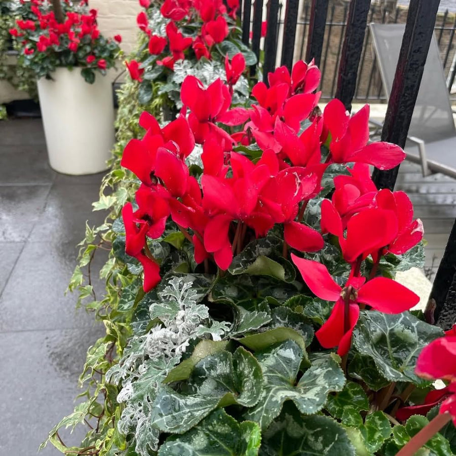 Cyclamen Plant Live, Hardy Flowering Plant with Vibrant Bloom, 5-7 Inches Pot, Outdoor Indoor Houseplant (Red Cyclamen)