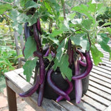 Eggplant Plants in 4 Inch Pot, 5-8" Purple Eggplant Live for Planting, Vegetable Seedlings for Garden Outdoor