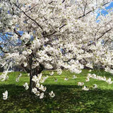 Compact Stella Cherry Tree Live Plant for Planting, Sweet Cherry Plant Live Fruit Tree 3 Feet Tall, Red Cherry Tree Plant, No Shipping to CA