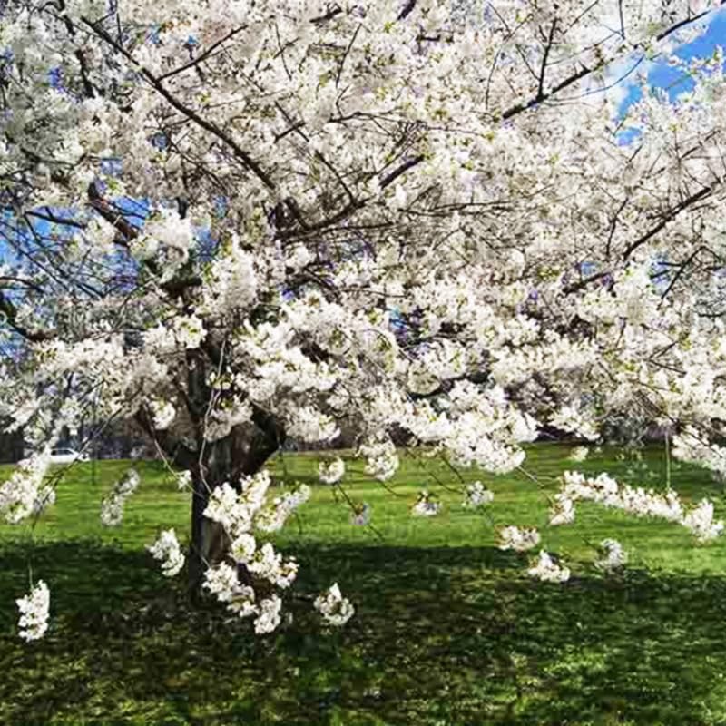 Compact Stella Cherry Tree Live Plant for Planting, Sweet Cherry Plant Live Fruit Tree 3 Feet Tall, Red Cherry Tree Plant, No Shipping to CA