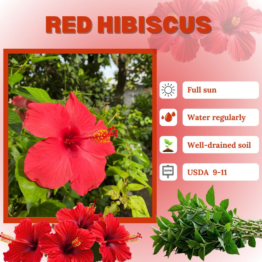 Red Hibiscus Plant Live, Hardy Hibiscus Plants Live 5-7 Inches Tall, Vibrant Blooming Flower, Well-Rooted Plant for Home Garden Indoor Outdoor