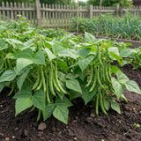 2PPP Green Bean Plant Live in 4 Inch Pot, Bean Live Plant 5 Inches Tall, Well Rooted Vegetable Plant for Growing
