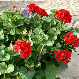 4 Geranium Plants Live, Live Geranium Plant, Red Geranium Flower Plants Outdoor, 4 to 6 Inches Tall, Geranium Plant Indoor