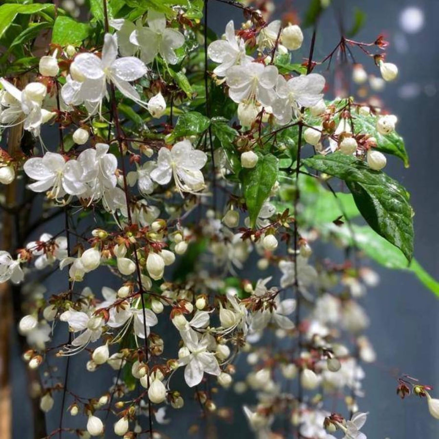1 Clerodendrum Wallichii Smithianum Plant 5-9 Inc Tall - Light Bulb White Chain of Glory Light Clerodendrum Live Plant - Great for Beautifying Indoor and Outdoor Spaces