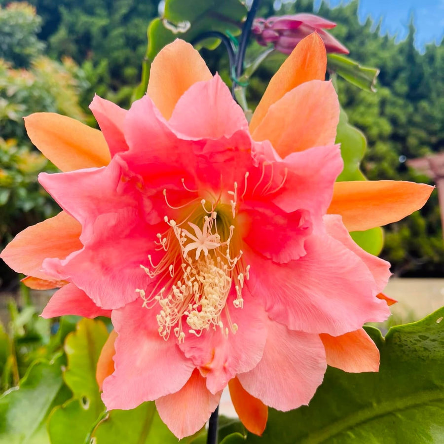 Epiphyllum Orchid Cactus Live Plant, 2 Plants Per Pot, Blooming Orchid Cactus for Indoor or Outdoor Growing (Salmon Epiphyllum)