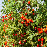 1000 Large Red Cherry Tomato Seeds, Sweet Red Tomatoes, Tomato Seeds for Outdoor Planting