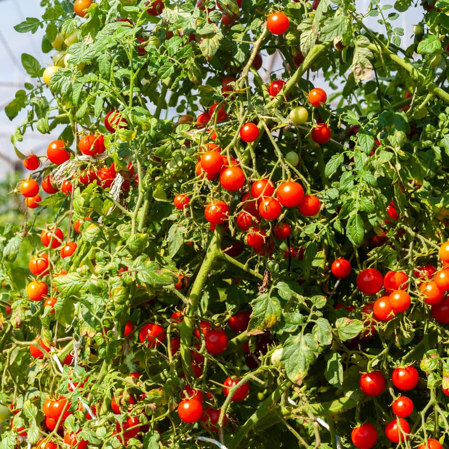 1000 Large Red Cherry Tomato Seeds, Sweet Red Tomatoes, Tomato Seeds for Outdoor Planting