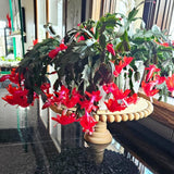 Christmas Cactus Live Plant 4'' Pot, Holiday Blooming Houseplant for Pot, Hanging Baskets, Indoor Outdoor Planting (Red Christmas Cactus)