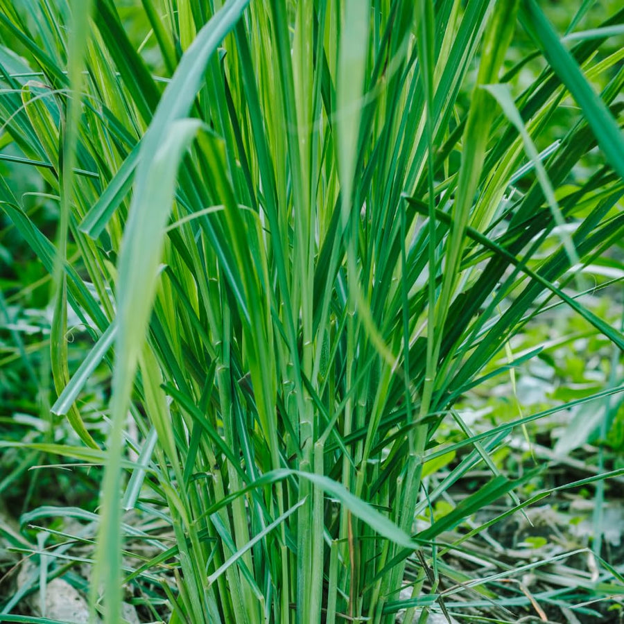 Citronella Grass Live Plants, 2 Plants, Live Citronella Grass Plants from 3 to 5 Inches Long Herb Garden