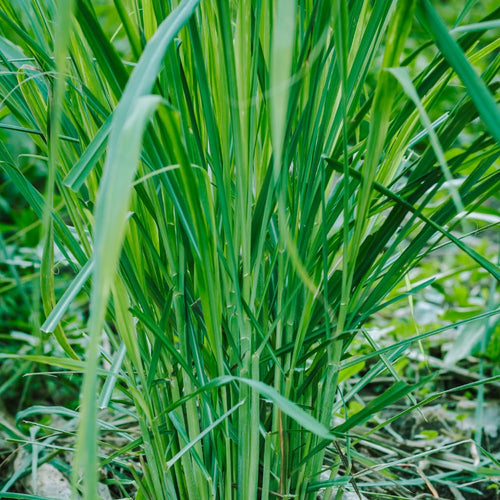 Citronella Grass Live Plants, 2 Plants, Live Citronella Grass Plants from 3 to 5 Inches Long Herb Garden