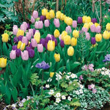 50 Top Size Mix Flower Bulbs for Spring Planting, Cold Hardy, Early Spring Blooms, Mixed Colorful Flower Bulb for Ground Cover Flowerbeds, Borders