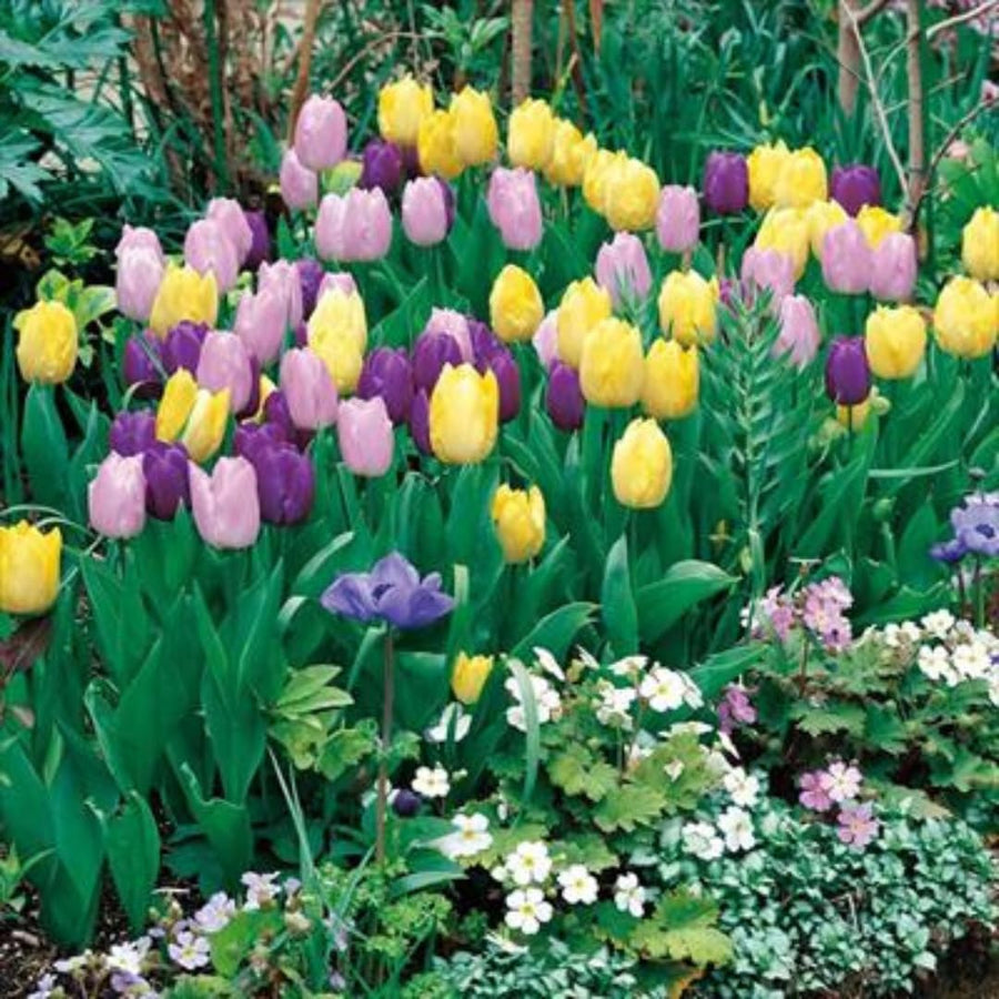 50 Top Size Mix Flower Bulbs for Spring Planting, Cold Hardy, Early Spring Blooms, Mixed Colorful Flower Bulb for Ground Cover Flowerbeds, Borders