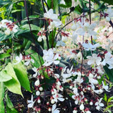 Smithianum Wallichii Clerodendrum Plants Live, Trailing Light Bulb Flowering Vine, 4-8 Inch Tall, Ready to Plant Outdoor