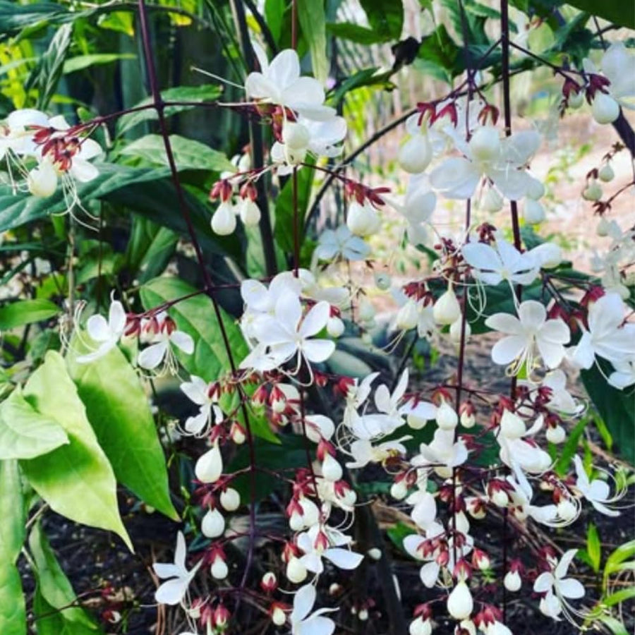Smithianum Wallichii Clerodendrum Plants Live, Trailing Light Bulb Flowering Vine, 4-8 Inch Tall, Ready to Plant Outdoor