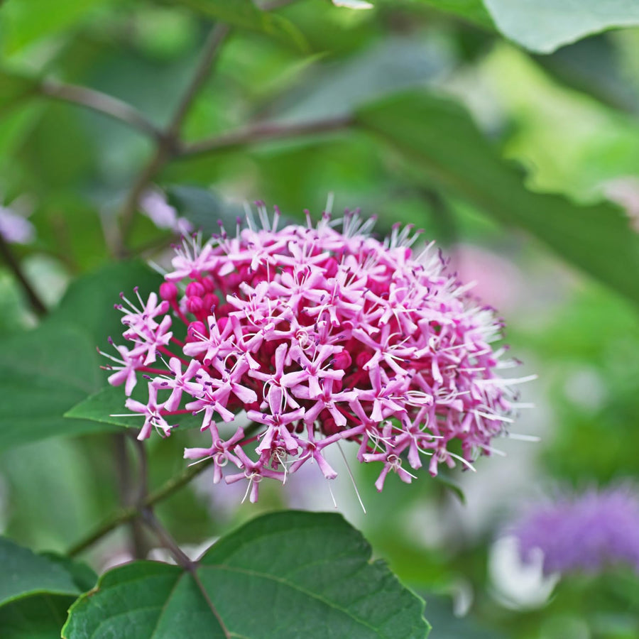 Random Clerodendrum Plants Live, Trailing Light Bulb Flowering Vine, 4-8 Inch Tall, Ready to Plant Outdoor