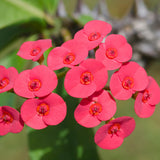 Crown of Thorns Plant, Euphorbia Milii Plant Live, Crown of Thorns Cactus Plant 4 to 7 Inches Height No Pot, Live Cactus Plant Indoor (Red)