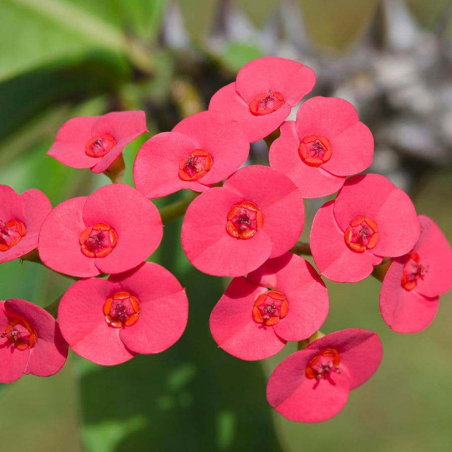 Crown of Thorns Plant, Euphorbia Milii Plant Live, Crown of Thorns Cactus Plant 4 to 7 Inches Height No Pot, Live Cactus Plant Indoor (Red)