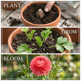 Ranunculus Bulbs, 25 Ranunculus Bulbs, French Peony Style Buttercup Corms, Spring Blooming Garden Flowers, Vibrant Flower Plant (Yellow Ranunculus)