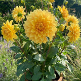 Dahlia Tuber for Planting, Yellow Dahlia Flower for Summer Blooms, Large and Vibrant Flowers, Suited for Zones 8 to 11