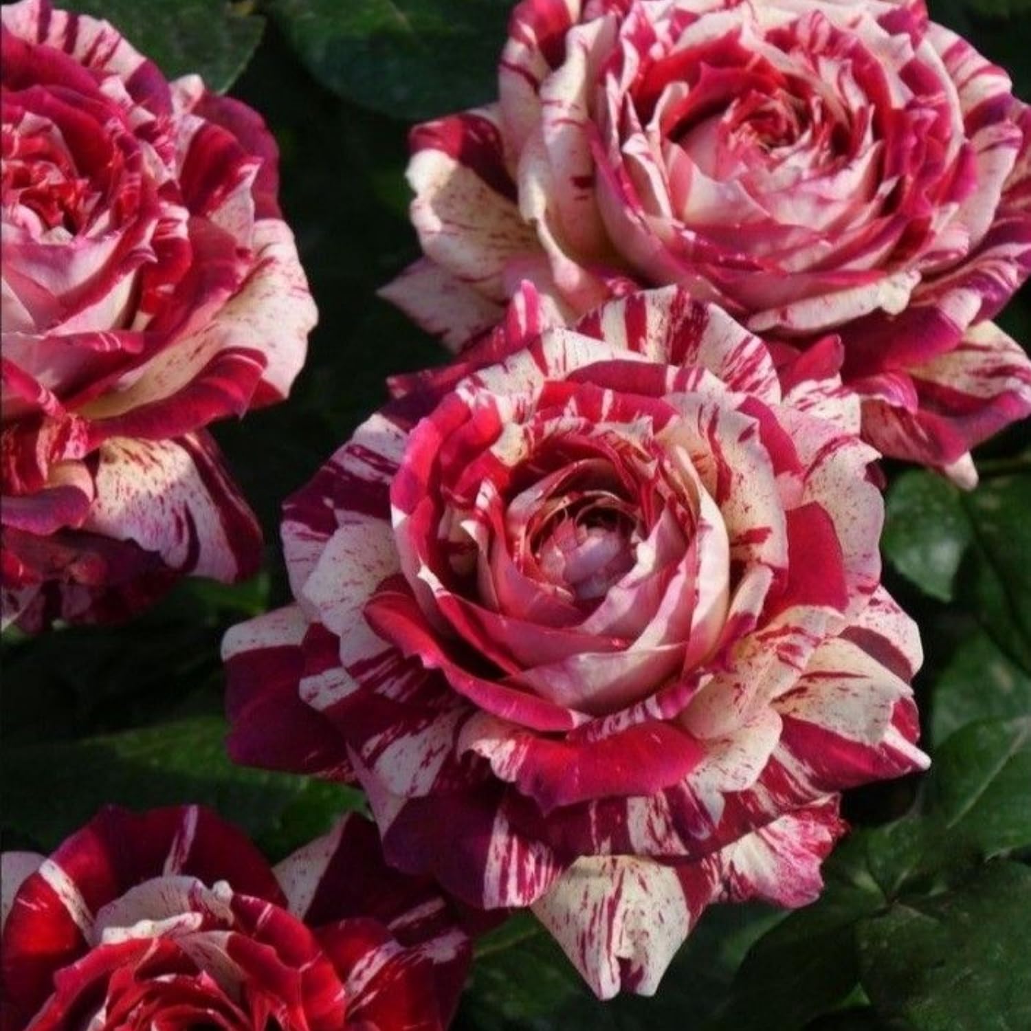 Mini Rose Bush, Miniature Rose Flowers in 3'' Pot, Compact Flowering Rose for Indoor Outdoor Gardens and Containers (Red Pink Roses)