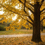 Ginkgo Tree Live Plant, Yellow Ginkgo Plant 4 to 6 Inch Tall in Pot, Cold Hardy, Low Maintenance Outdoor Garden Plant